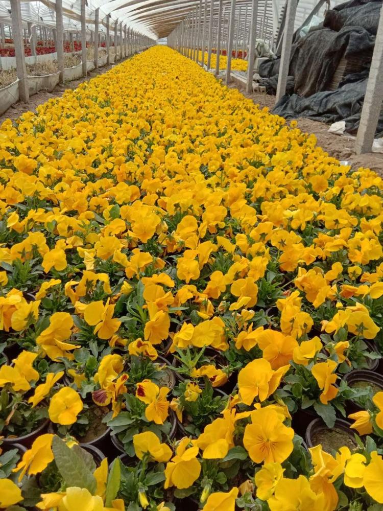 出售双色盆三色堇 不限量发货 双色盆三色堇苗 草花批发价格