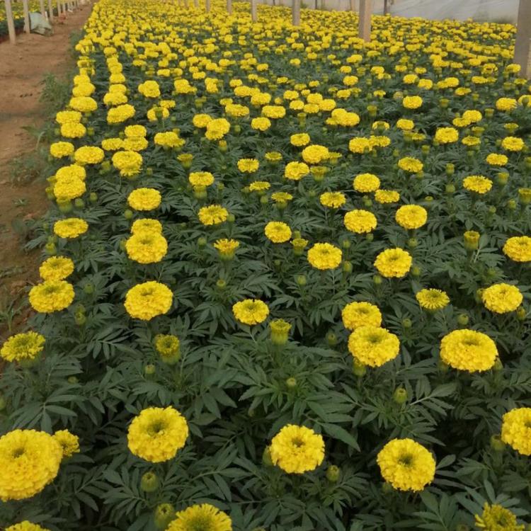 宿根万寿菊 山东万寿菊价格 苗圃基地批发宿根万寿菊