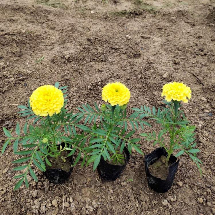 观赏花万寿菊 青州万寿菊批发 应季苗木观赏花万寿菊