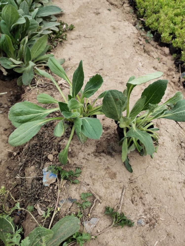 物美价廉观赏花卉黑心菊 山东山东 黑心菊批发