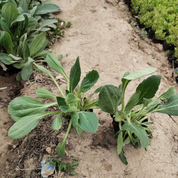山东黑心菊批发 开春预定苗黑心菊苗 黑心菊批发
