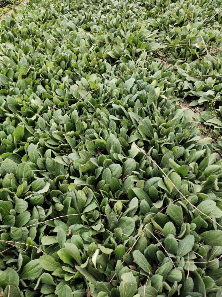 黑心菊批发 开春预定苗绿化工程专用黑心菊杯苗  山东绿化工程专用黑心菊杯苗