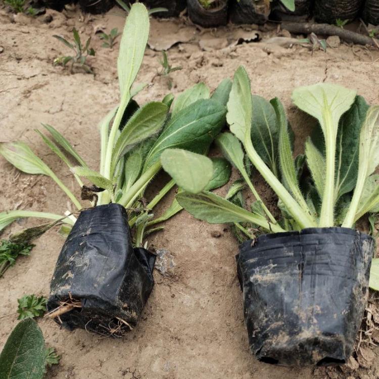 青州黑心菊基地 开春预定苗观赏花卉黑心菊 黑心菊基地