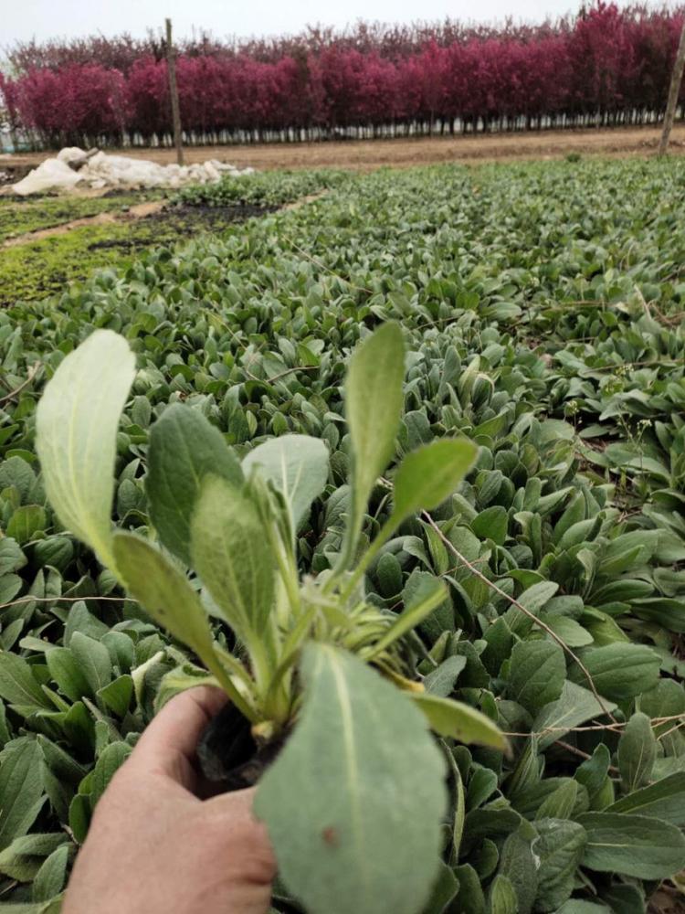 开春预定苗绿化工程专用黑心菊杯苗 青州青州 黑心菊种植