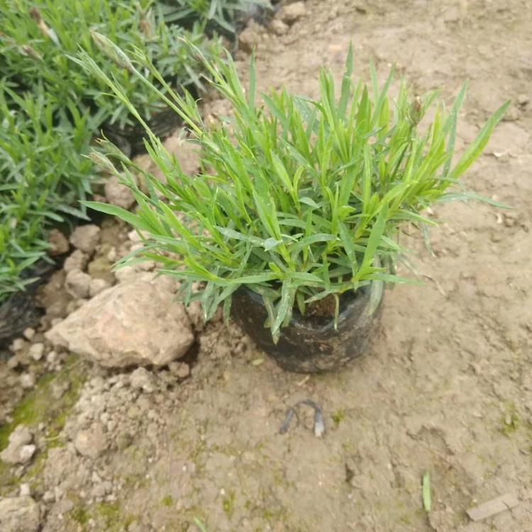 欧石竹供应商 深粉红色欧石竹基地直销