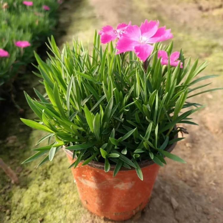 双色盆欧石竹批发 青州草花批发 青州花卉 双色盆 欧石竹  双色盆欧石竹价格  欧石竹批发