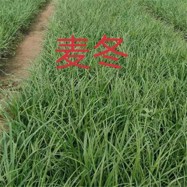 草花批发价格 麦冬草杯苗 麦冬草批发 现货供应