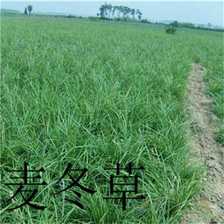 现货供应 麦冬草 青州花卉 麦冬草种植基地