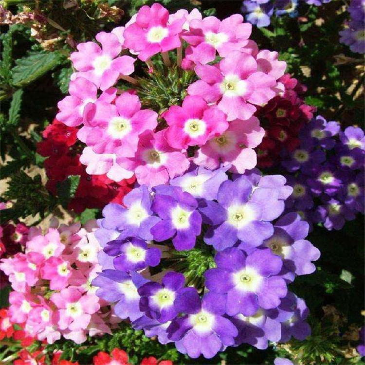 美女樱培育 青州宿根草花 量大优惠 美女樱