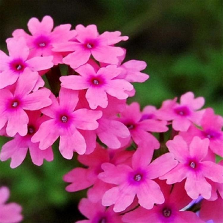 价格从优 美女樱基地出货 青州草花种植基 美女樱