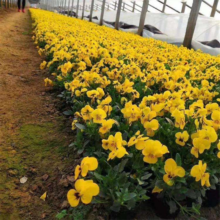 角堇小苗 青州角堇种植基地 开春预定苗角堇小苗