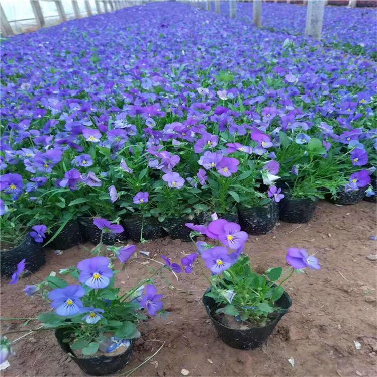 青州角堇种植基地 物美价廉角堇小苗