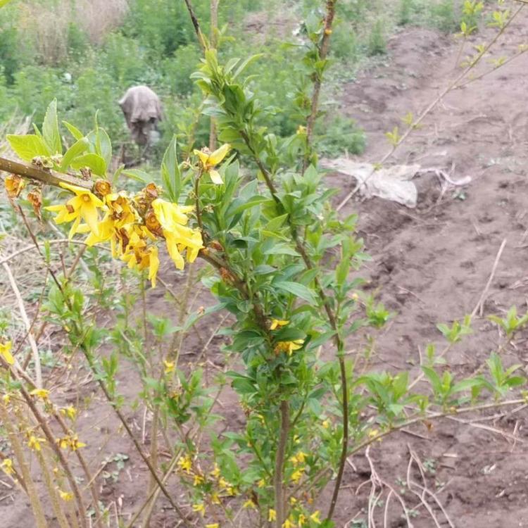 连翘种植基地 连翘价格 连翘供应 连翘报价
