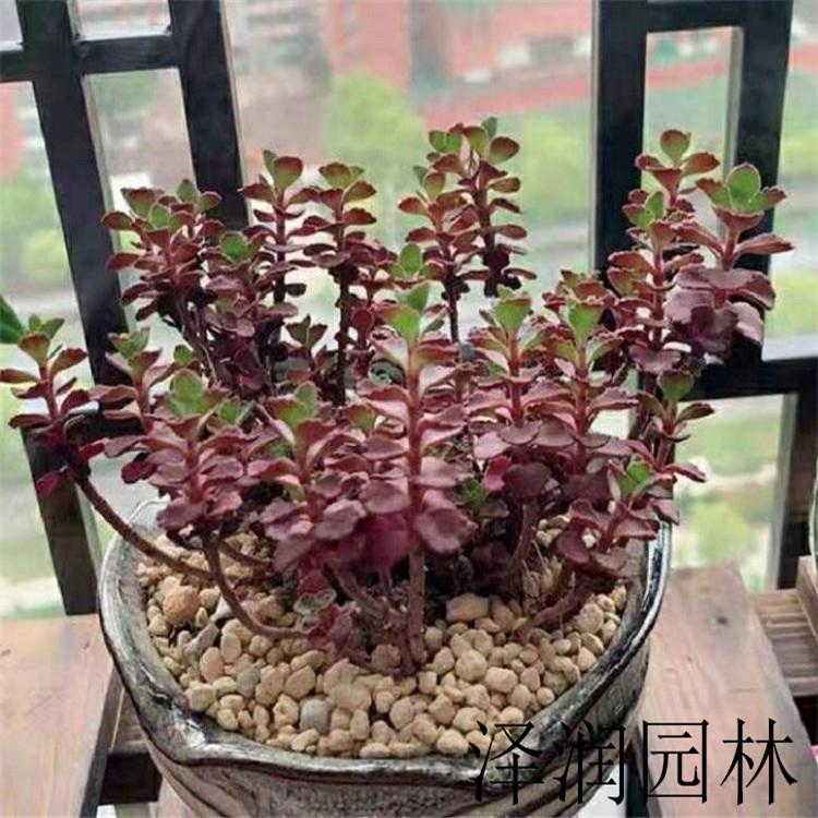 红景天出售 德国景天草花出售