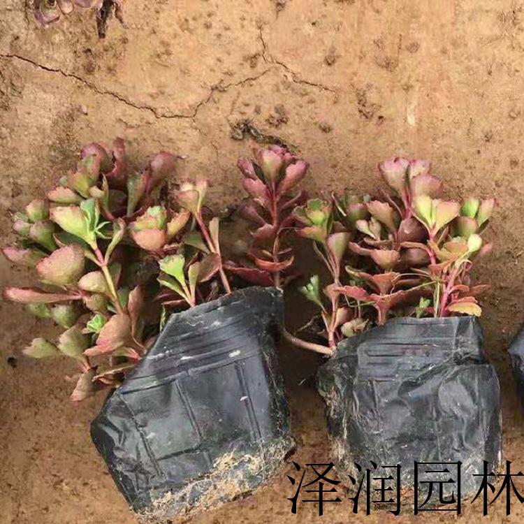 景天小苗原产地 黄菖蒲草花供应商
