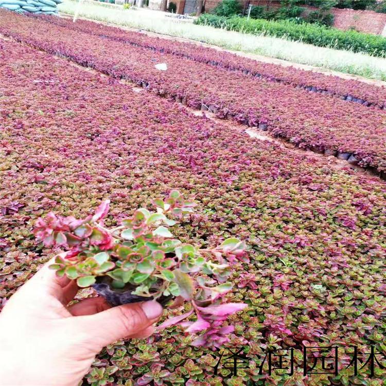 蝎子草价格实惠 地被菊草花价格