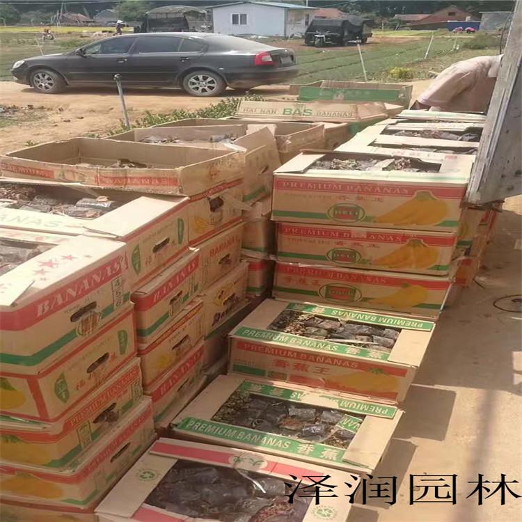 景天小苗原产地 大花福禄考产地