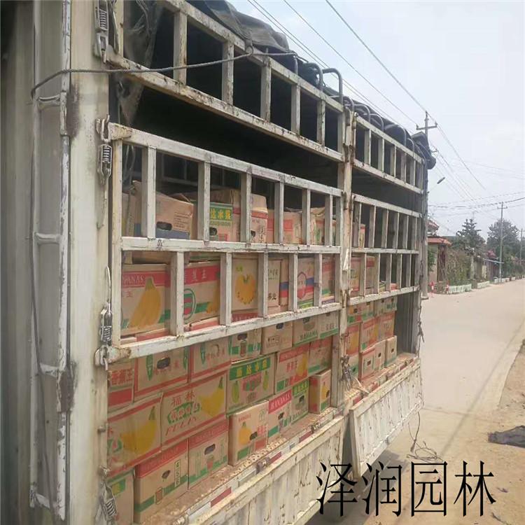 红叶景天基地 蛇鞭菊草花批发
