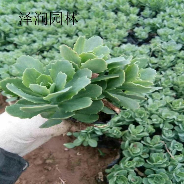 景天盆苗出售 羽扇豆草花批发