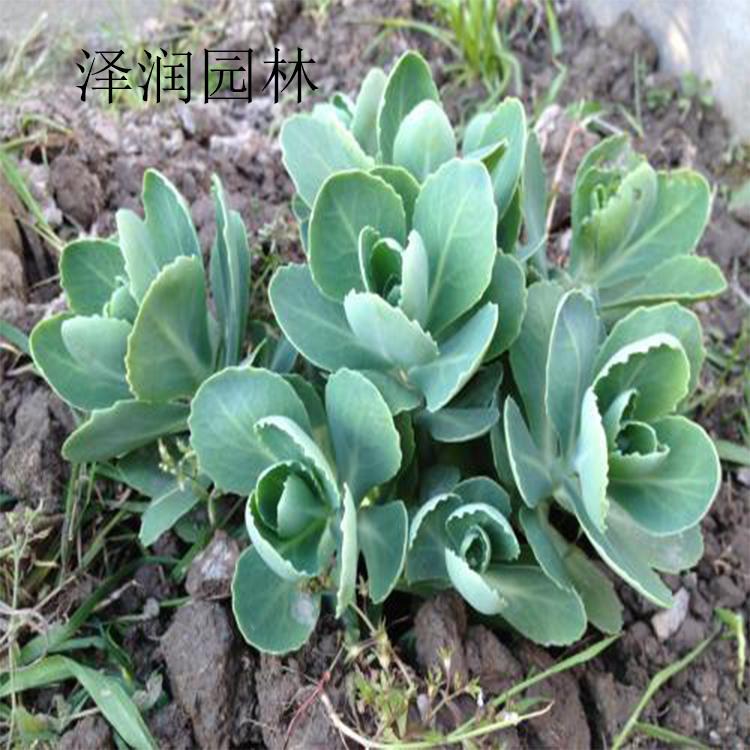 八宝景天供应商 钓钟柳草花价格