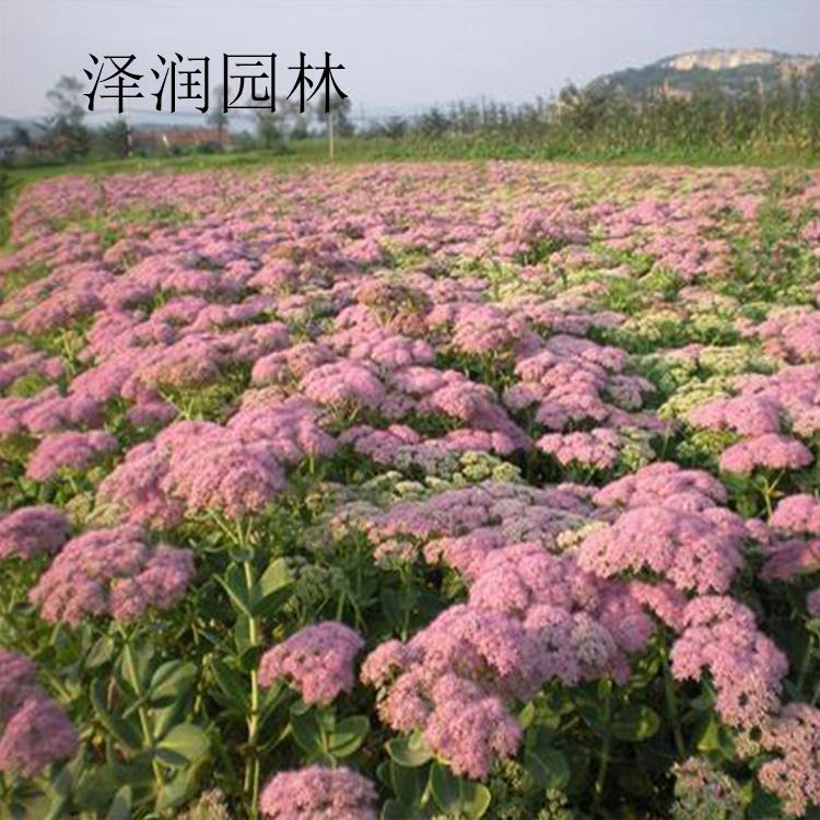 八宝景天价格实惠 冰岛虞美人草花原产地