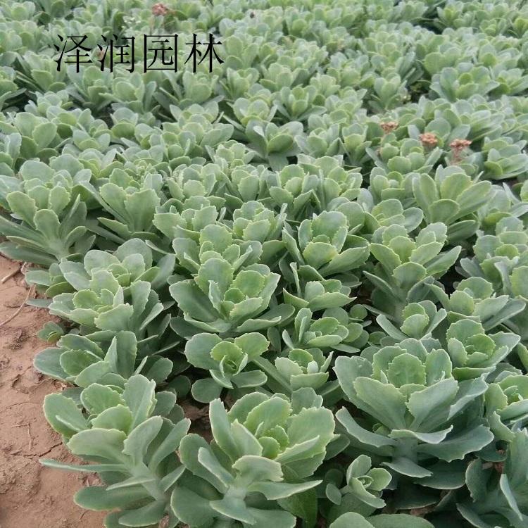 景天植物出售 地被石竹草花价格