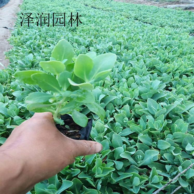 景天基地 假龙头草花价格