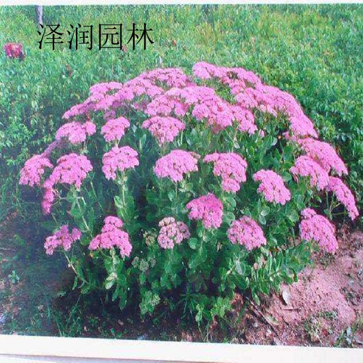 景天电话咨询 婆婆纳草花基地