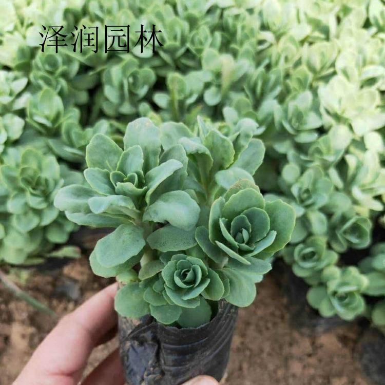 八宝景天电话咨询 五彩石竹草花供应商