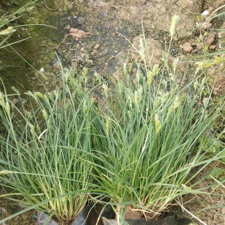 青绿苔草