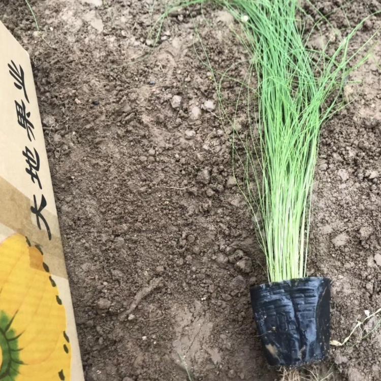 细叶针芒