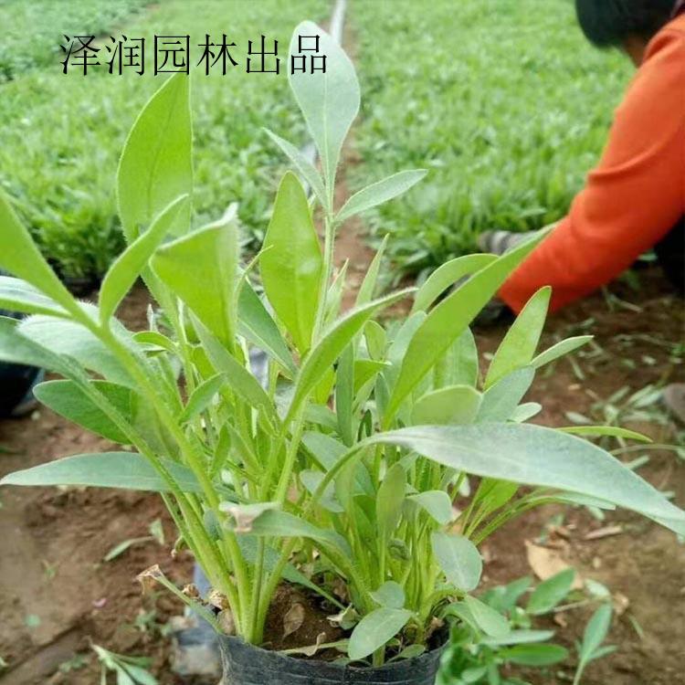 金鸡菊供应商 松果菊草花基地