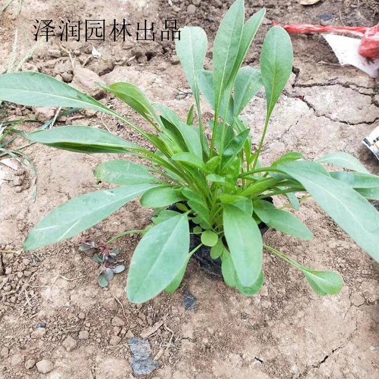 金钱菊基地 紫玉簪草花原产地