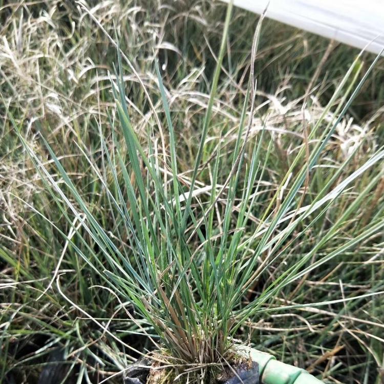 观赏草花粉黛乱子草_鑫炜景粉黛乱子草基地价格销售