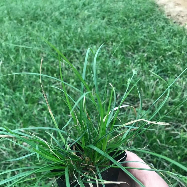 青绿苔草批发价格_青州青绿苔草价格优惠_鑫炜景观赏草基地