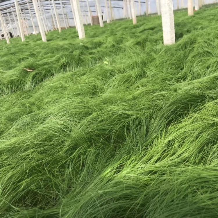 细叶针芒批发_细叶针芒价格_青州鑫炜景观赏草细叶针芒基地