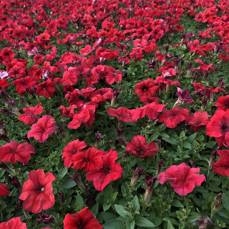 矮牵牛价格_矮牵牛基地_鑫炜景时令草花矮牵牛一手货源
