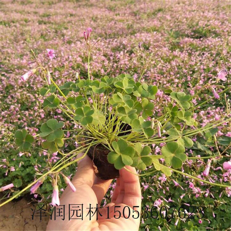 斑鸠酸电话咨询 射干草花批发