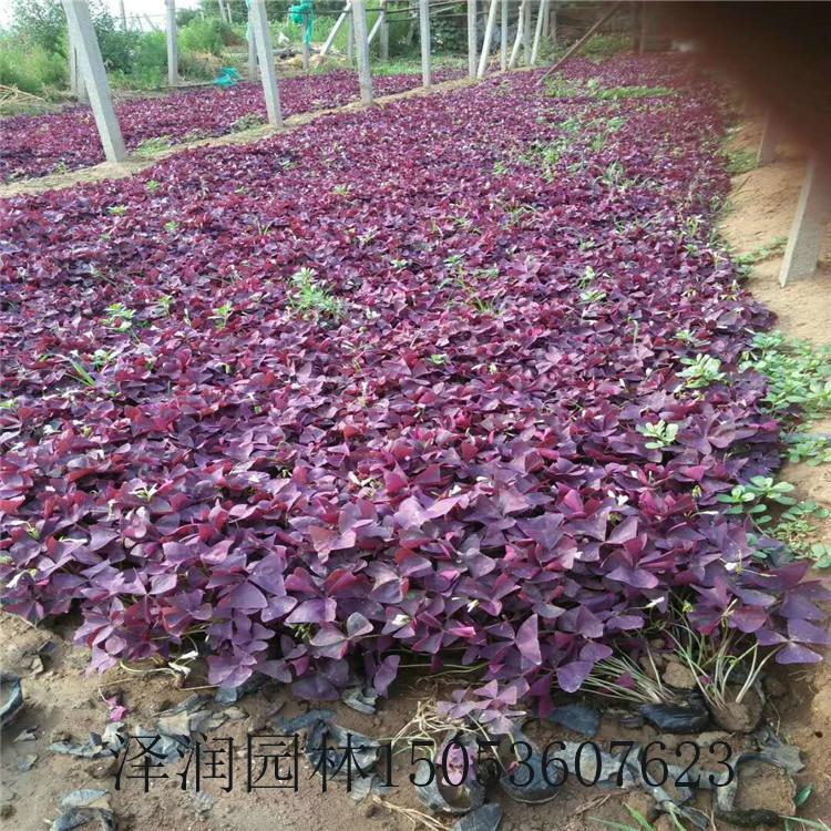酸咪咪出售 丛生福禄考产地