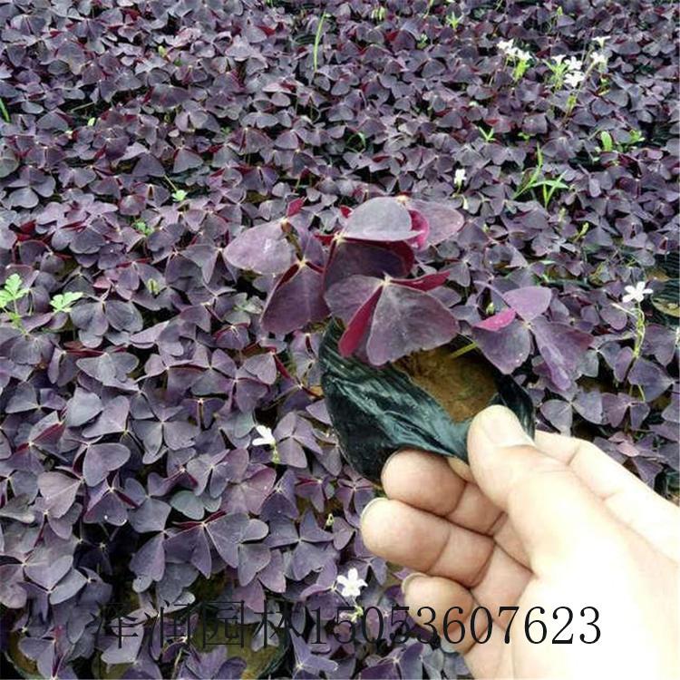 三叶酸电话咨询 金娃娃萱草草花供应商
