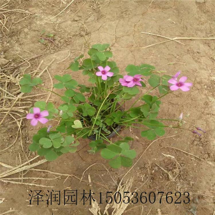 酸咪咪电话咨询 红运萱草草花原产地