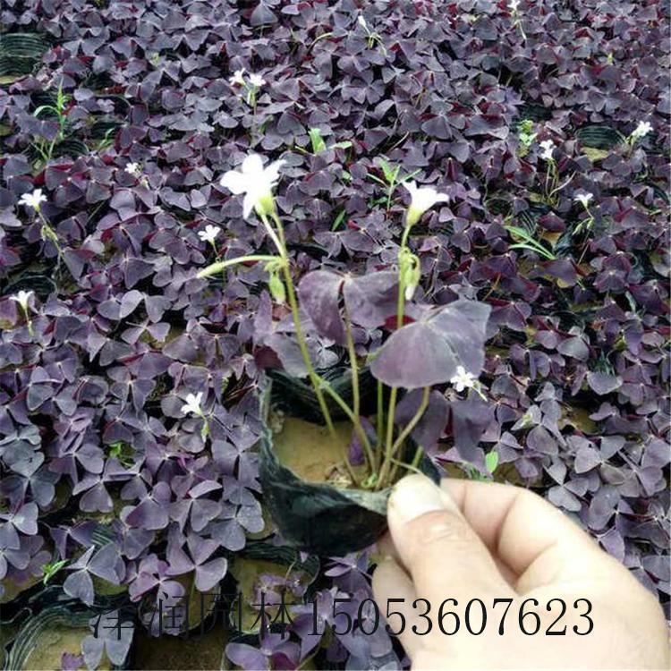 酸浆草基地 大花秋葵草花原产地