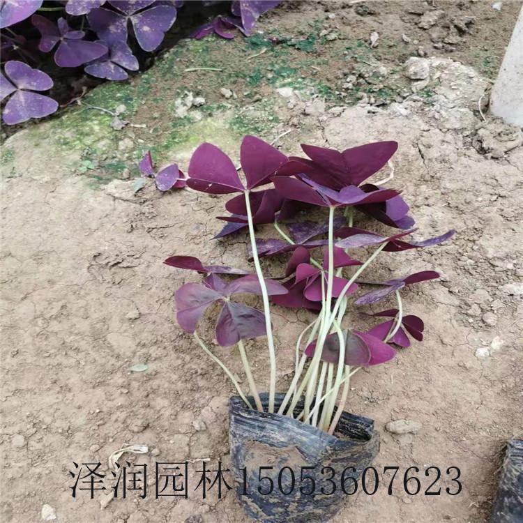 醡浆草盆苗基地 玉带草草花基地