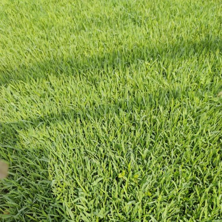 花碟锦簇园林批发石竹  欧 石竹.价格优惠  批发美女樱