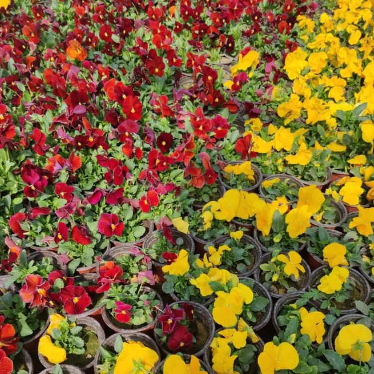 花碟锦簇园林常年批发欧石竹.及花海设计