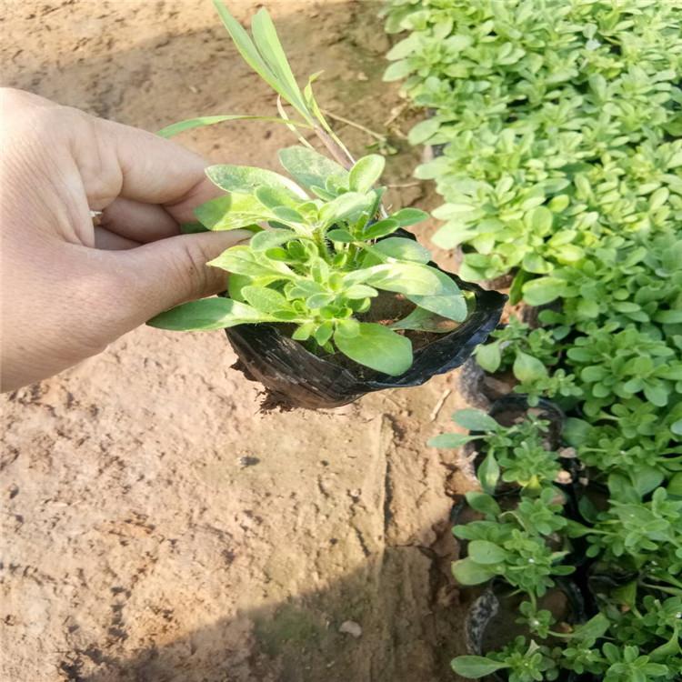 垂吊牵牛价格   垂吊牵牛供货商