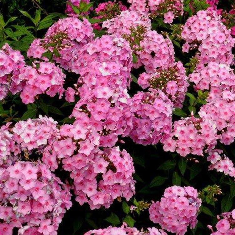 芝樱小苗 丛生福禄考价格 山东福禄考种植基地 俊宇