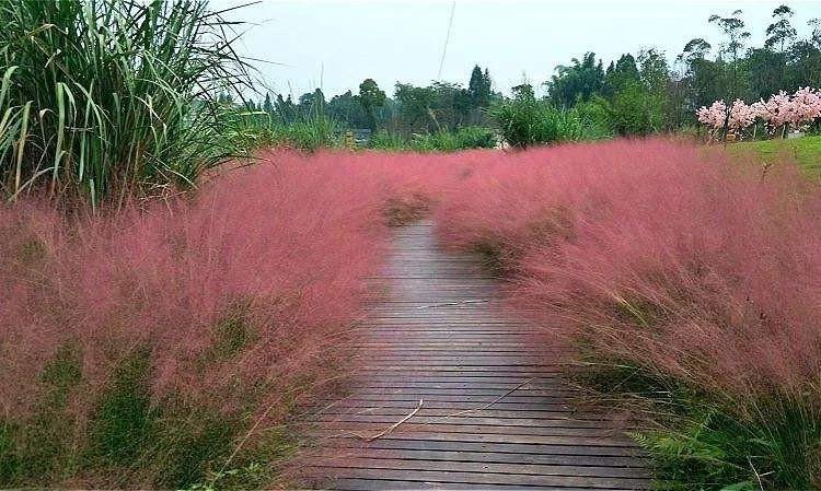 粉黛乱子草苗 青州草花种植基地 应季苗木 粉黛乱子草价格