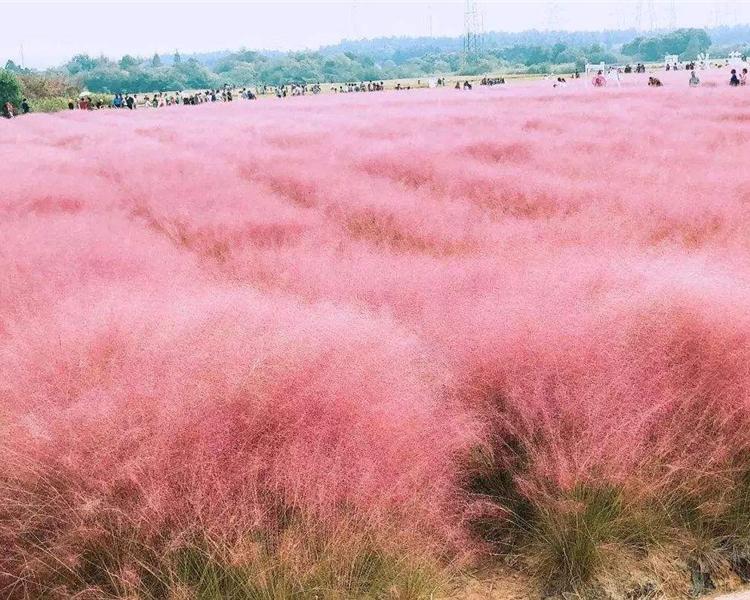 粉黛乱子草种植 青州草花种植基地 应季苗木 粉黛乱子草苗