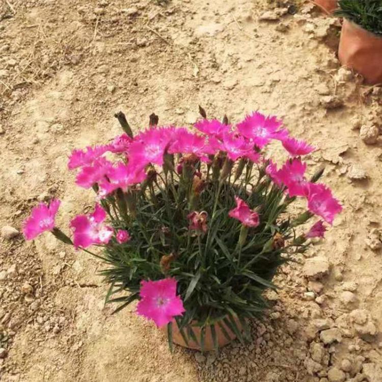 欧石竹 青州宿根草花批发 欧石竹花海 园林观赏植物